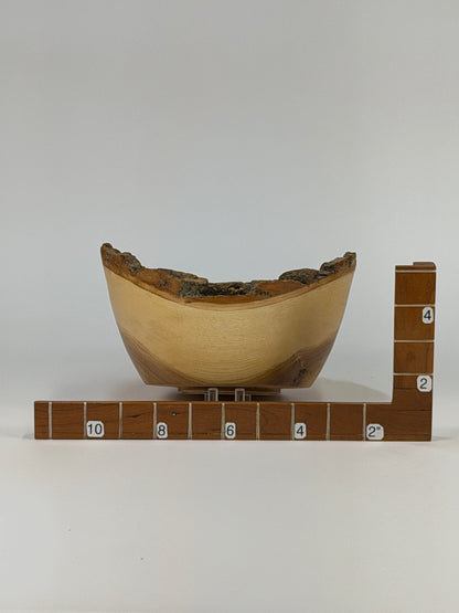 Ash Natural Edge Bowl with Bark — shown with scale reference