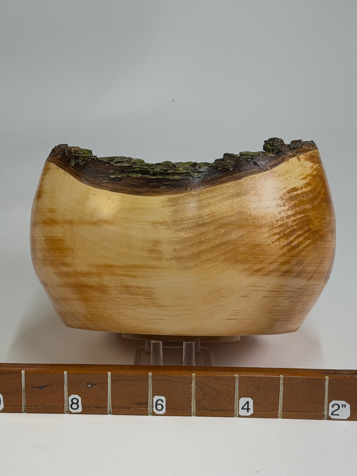 Bradford Pear Natural Edge Bowl with Bark – 7 x 4.5" — shown with scale reference