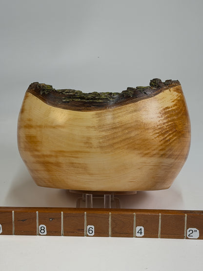 Bradford Pear Natural Edge Bowl with Bark – 7 x 4.5" — shown with scale reference